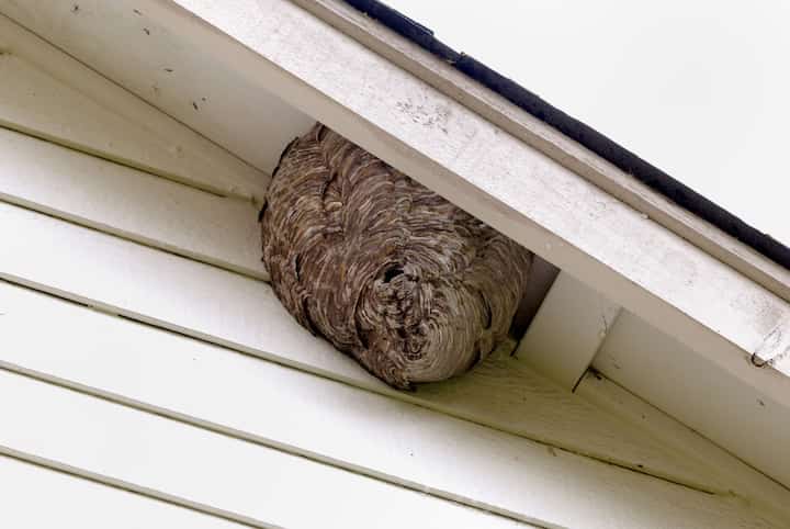 Pest-Control-Bees-Hornets Flagstaff, AZ